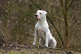DOGUE ARGENTIN 485
